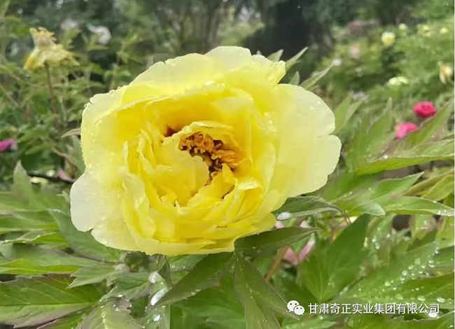 菠菜担保网·(中国区)官方网站